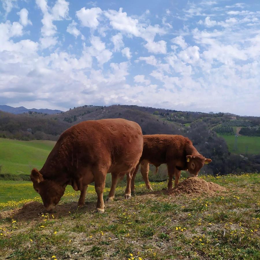 Agriturismo Corzano Barberino di Mugello Eksteriør bilde